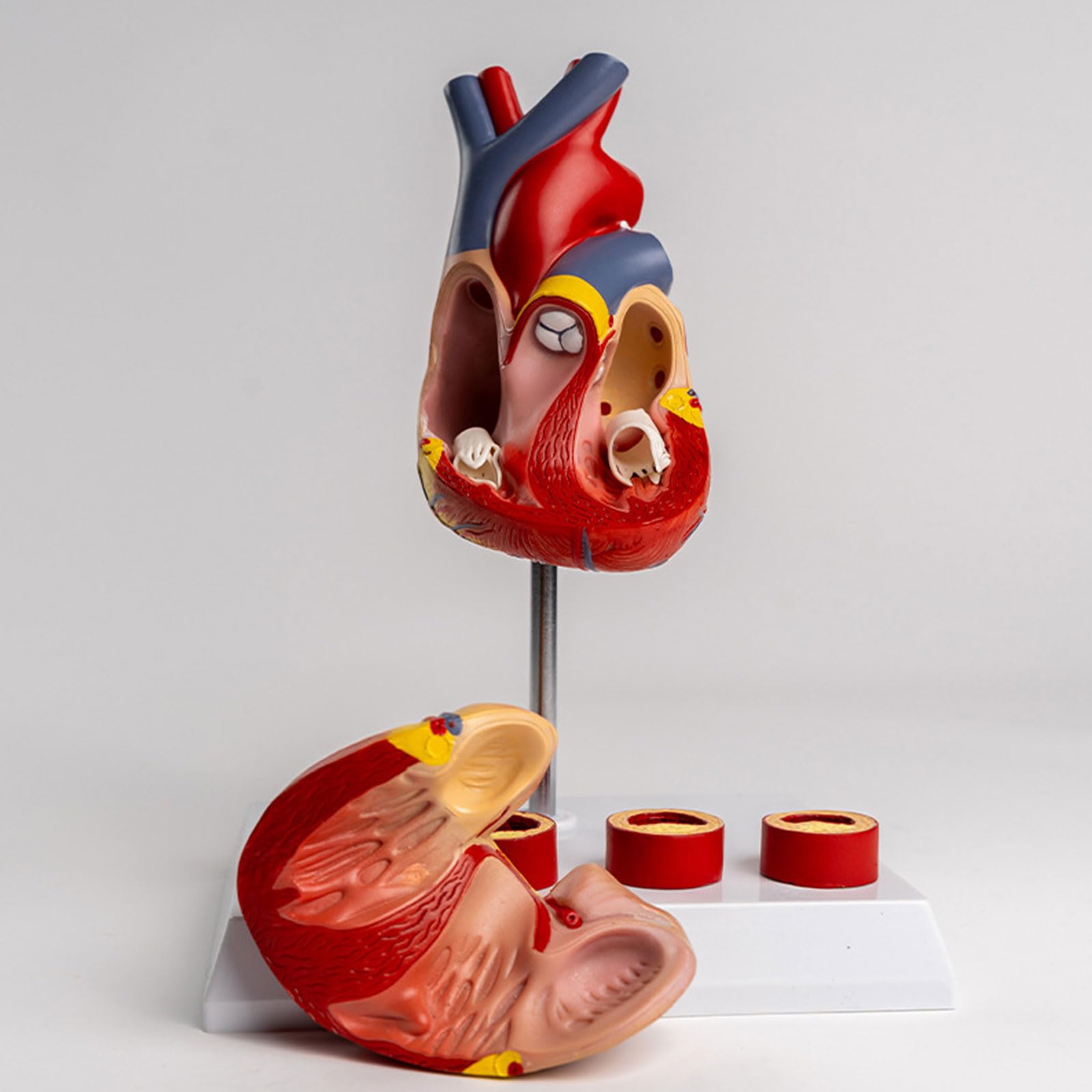 1:1 Ceinture Cardiaque Naturelle Modèle D'anatomie Vasculaire en 4 Étapes Simulation Médicale Matériel D'enseignement Anatomique Amovible