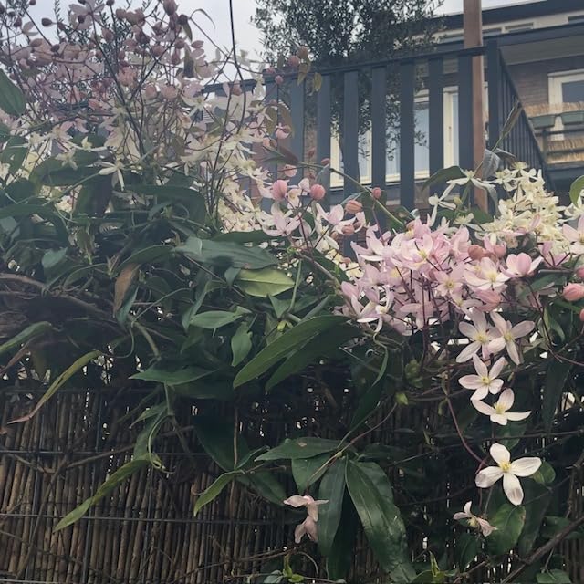 Clematis armandii 'Apple Blossom' (Sempreverde e Resistente) - Pianta rampicante perenne - rosa - Vaso da 2 litri | Clematide-Clematidi Piante rampicanti online