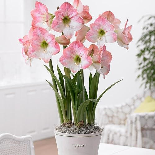 Miniatura 2 de Amaryllis Flor de Manzana - 1 Bombilla