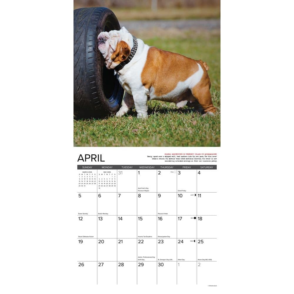 Bulldog Bad Boys 2026 12 X 12 Wall Calendar