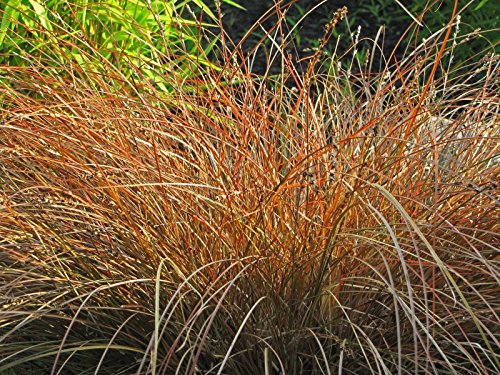 1 pianta di carex prairie fire in vaso 10cm
