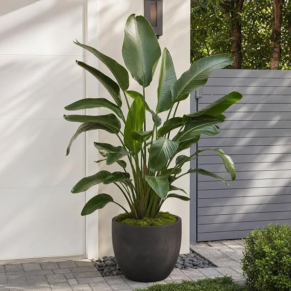 Bird of Paradise - White | Large Trade Gallon Size Plant | Strelitzia Reginae | Tropical House Decor, Indoor Foliage, Exotic Houseplant, Easy Care, Fast Growing, Flowering Accent, Unique Leaves