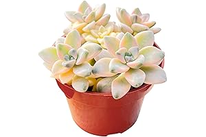 Japanese Lilac Tree Live Plant