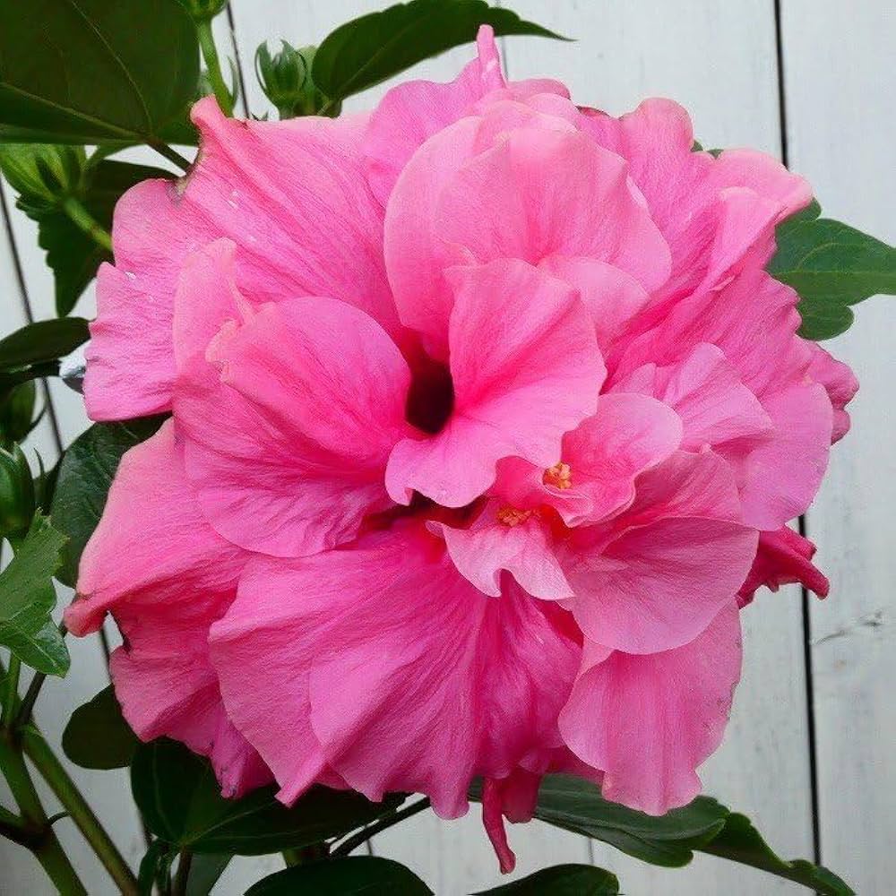 かこさま専用☆ハイビスカス　テンニンカ ハイビスカスロングライフ・アドニスホワイト5号鉢 送料別 | 紅和園