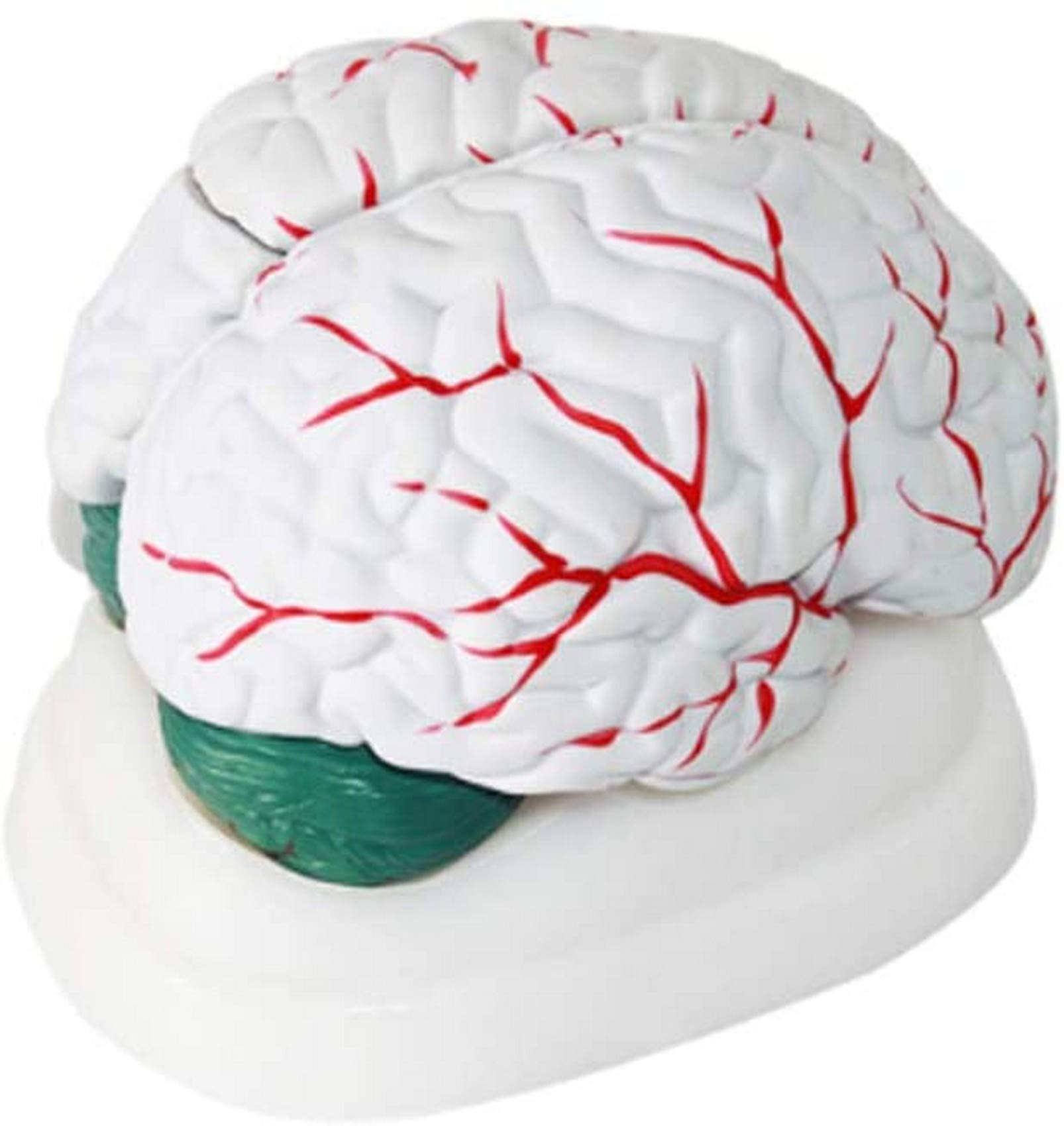 Buy Human Brain Anatomical Model Anatomy Brain Cerebellum Brainstem