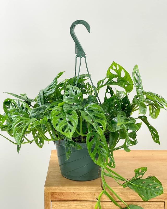 Broken Heart Plant|| Green Leaves with Holes|| Natural Airpurifying Indoor Housplant||| Monstera Adansonii Vine||Decorative Lucky Plant||(Pack of-1 Healthy plant) A_14-image-10