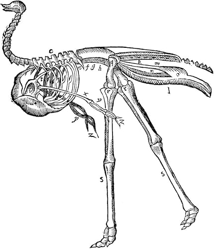 Póster de avestruz con diseño de Nesqueleto de un avestruz de Ambroise ParS Des Monstres Et Prodiges 16Th Century Sigury (24 x 36)