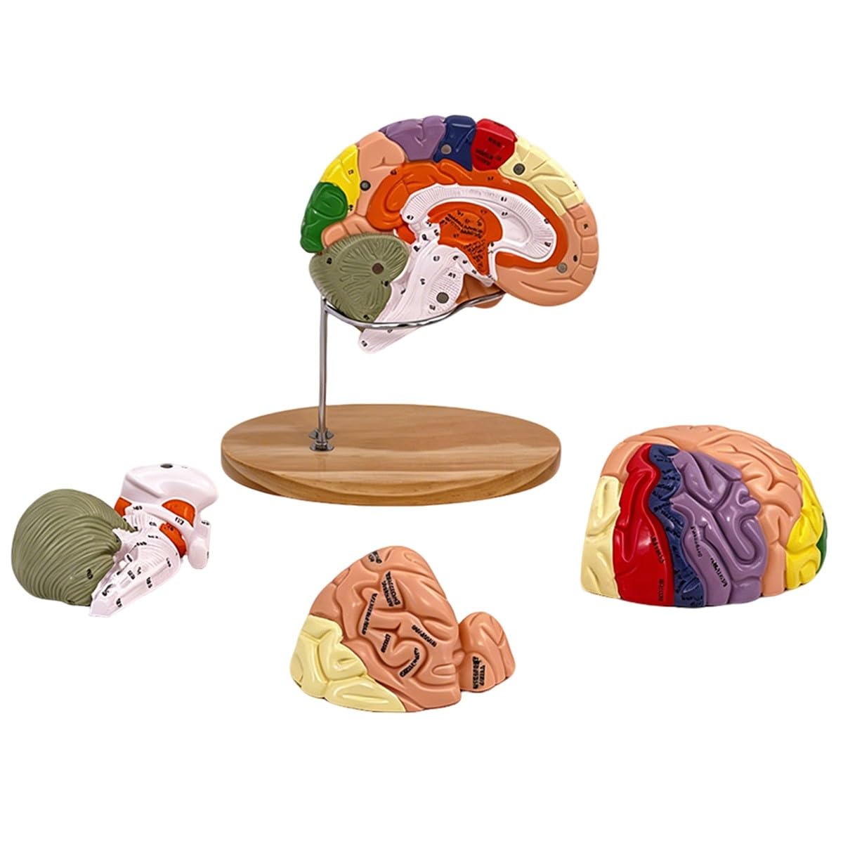 Baannaww Brain Model-Anatomy 4D Brain Model of Brain Model Teaching Human Brain Model Neuroscience Brain Structure Model of Brain Surgery Gifts Detachable 25 * 25 * 15cm