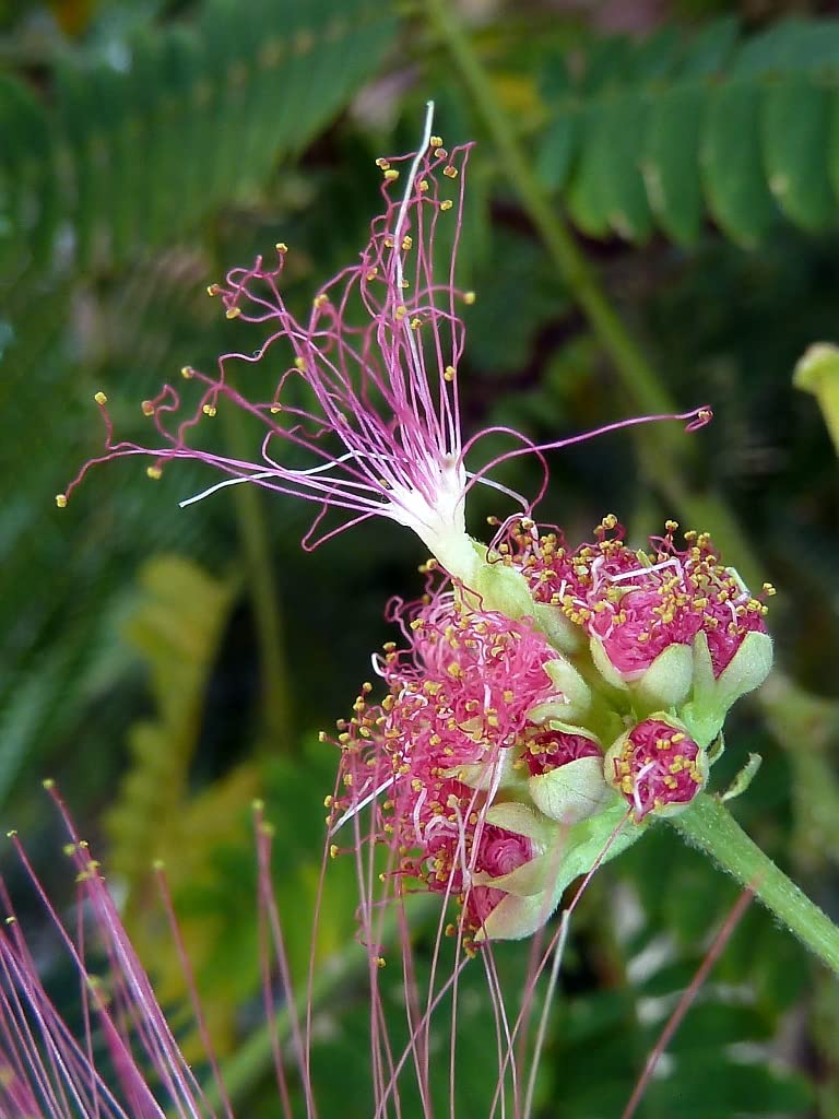 20 Semillas de Acacia de Constantinopla (Albizia Julibrissin) - Árbol Ornamental de Flores Rosadas