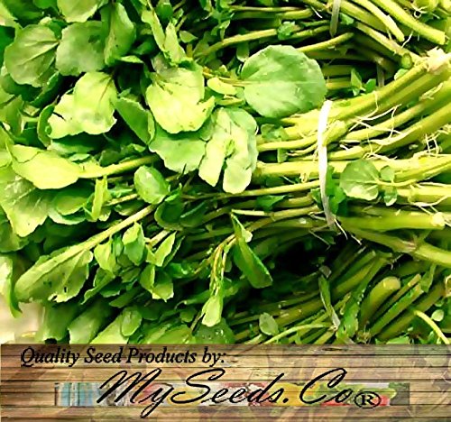 Big Pack - (20,000) True Watercress Upland Cress Seed - Nasturtium Officinale Seeds, Open Pollinated Seeds - Non-Gmo Seeds By Myseeds.co (Big Pack - True Watercress) #TOP5