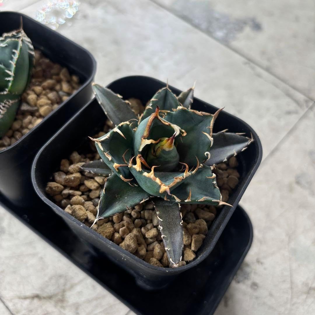 天然流木 アクアリウム ADA インテリア 煮沸済み 沈水確認済み 29 1個S