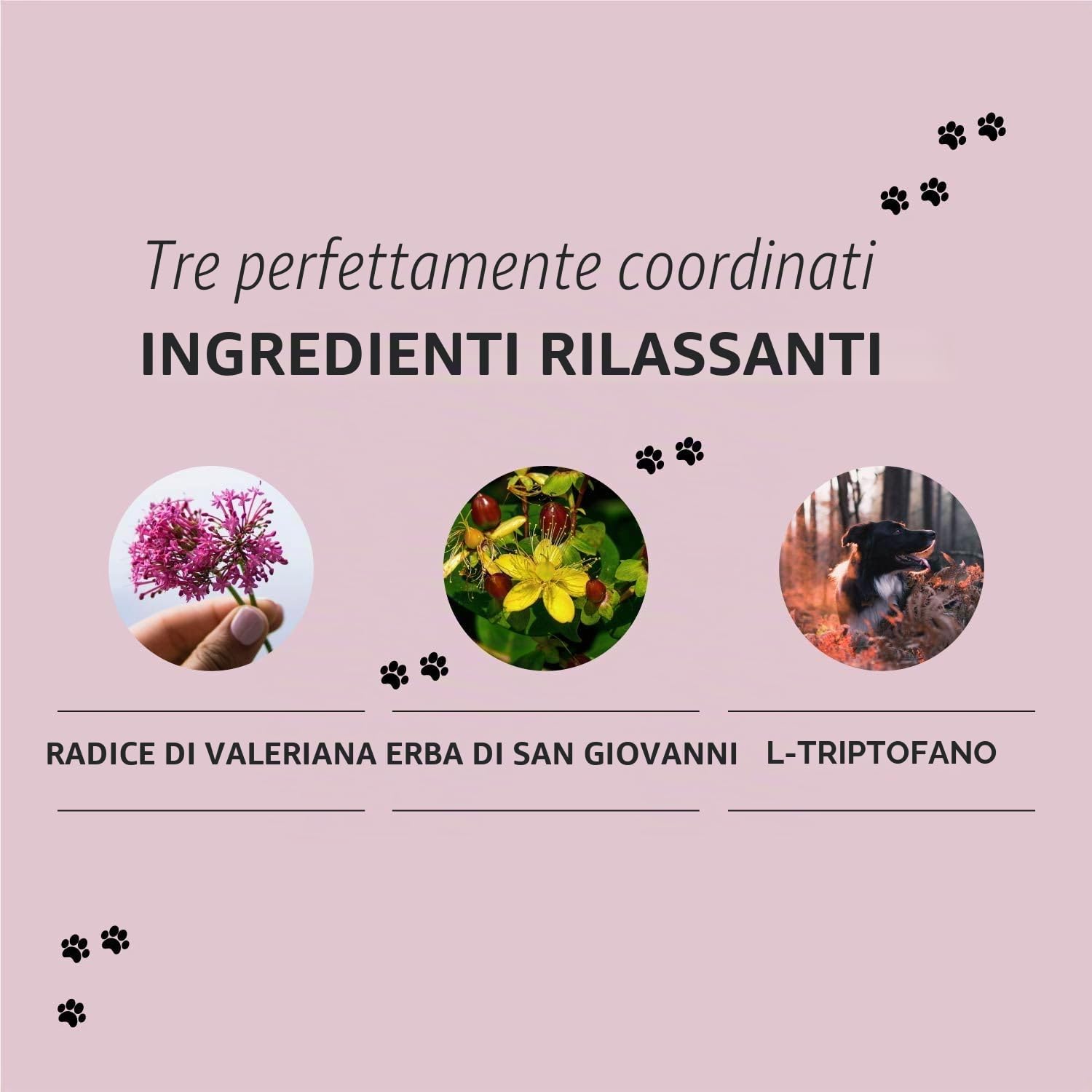 Compresse calmante per cani - Compresse integratori per cane con valeriana per cani, iperico, L-triptofano - 250 Compresse XL² per ansia, stress e viaggio - Calmanti per cani