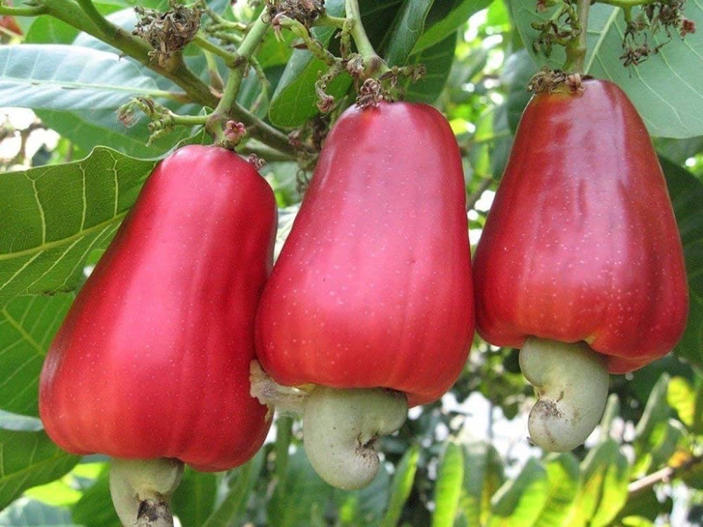 Cashew nut tree plant,tree plant for cashew nut (Pack of 2) (B0CTKR55LS) Amazon Price History, Amazon Price Tracker