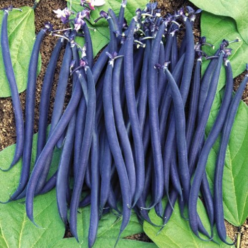 Climbing Purple French Bean 'Blauhilde' (Phaseolus Vulgaris L.) Vegetable Plant Seeds, Late Heirloom