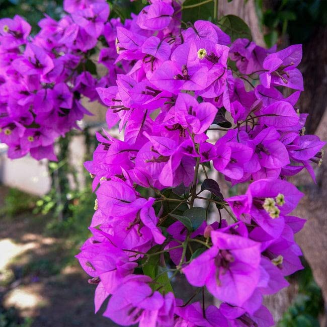 Purple/Violet Colour Bougainvillea flower Live Plant, Baguni Kagoj Ful "Special veriety" (B0BT7RFB1R) Amazon Price History, Amazon Price Tracker