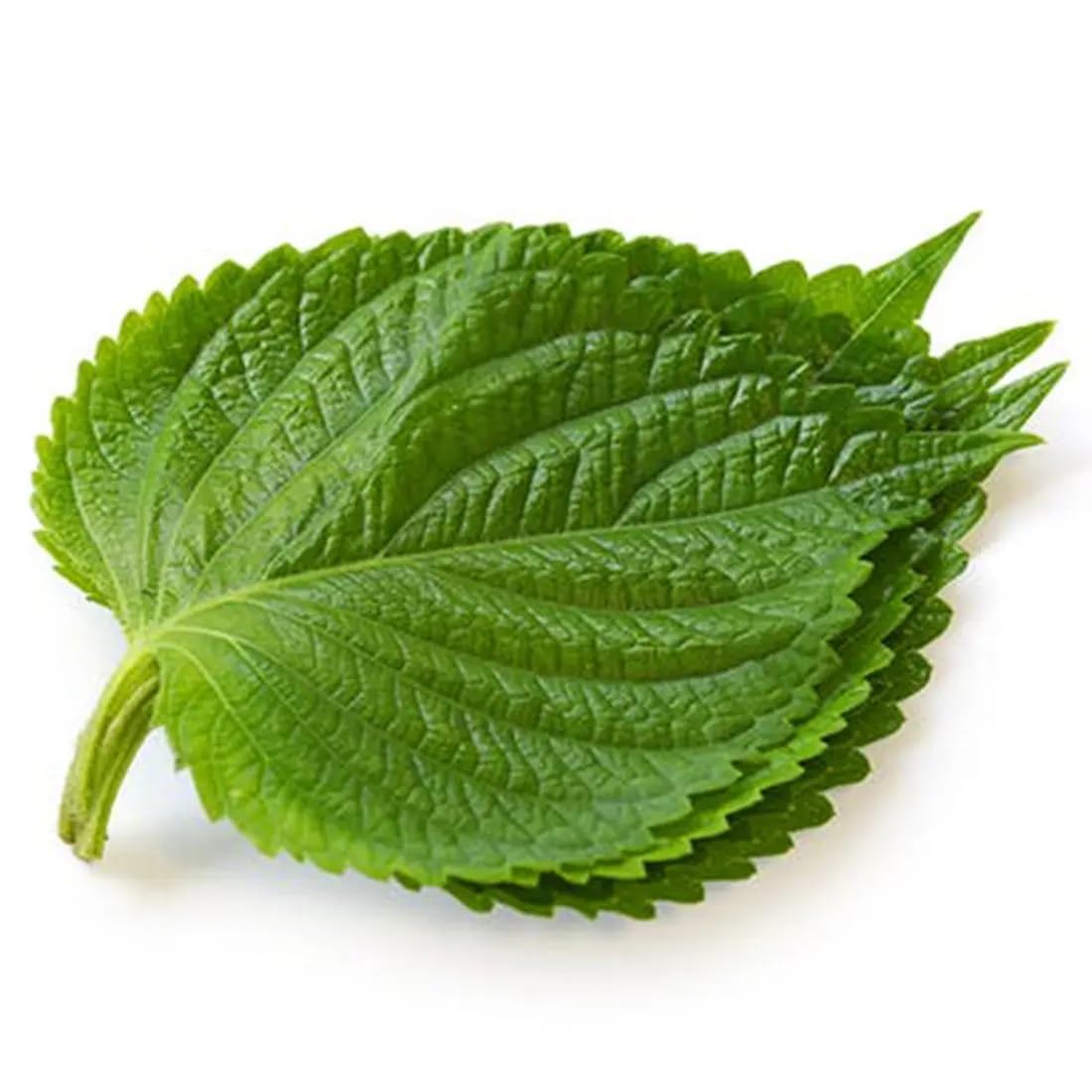 Shiso Herb Seeds - (Perila) 25 Count Seed - Fresh, Aromatic Culinary Delight- Pack - Non-GMO - Large Purple (Redish) Leaves with Wavy Edges and a Fun