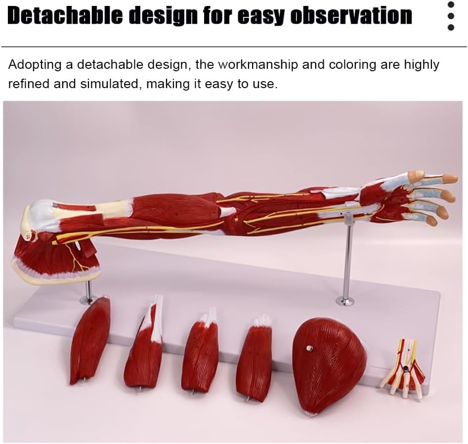 76cm Human Arm Muscle Anatomical Model, Life Size Upper Limb Muscle Anatomy Model, Shows Superficial and Deep Muscles, Tendons, Blood Vessels, Nerves, for Medical Study
