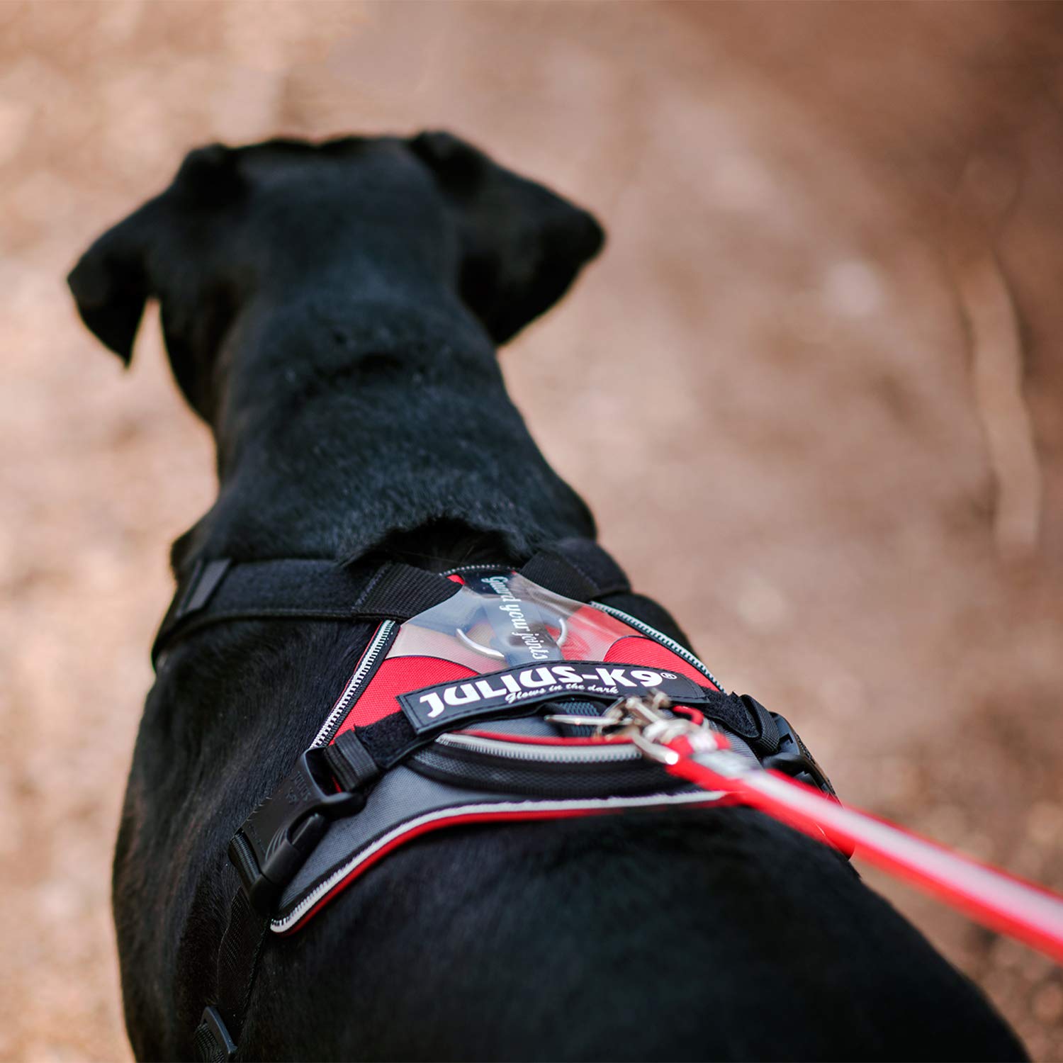 Növényzet Kínos toldással julius k9 longwalk hám piac precedens Apu Növényzet Kínos toldással julius k9 longwalk hám piac precedens Apu