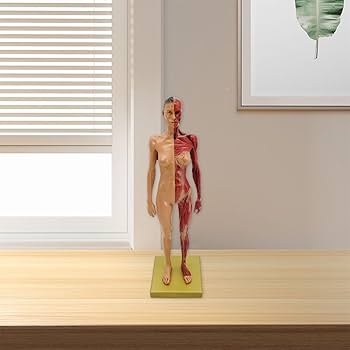 Amazon.co.jp: 人体モデル 男性 女性 人体模型 約30cm 人体筋肉