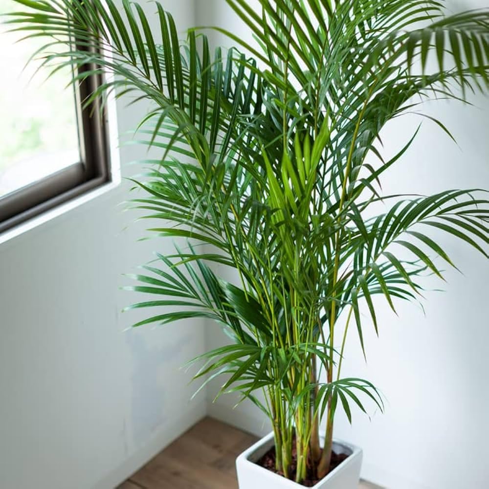 Chinese fan palm plant for indoor Pack of 1 (LIVE PLANT) (B0CNZCMBYM) Amazon Price History, Amazon Price Tracker