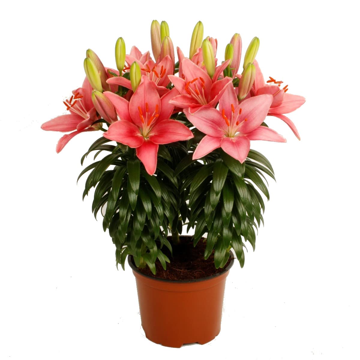Lilium Planta Natural Conocida como Lirio o Azucena