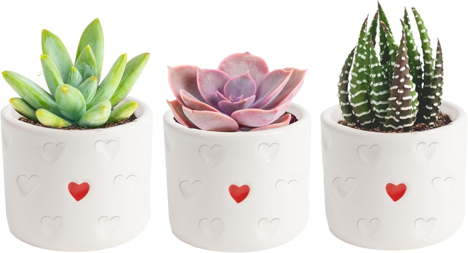 Costa Farms Mini Succulent Live Plants in Decorative Pots, Easy to Maintain Indoor Succulents, Houseplants for Home or Office Decor, House Warming or