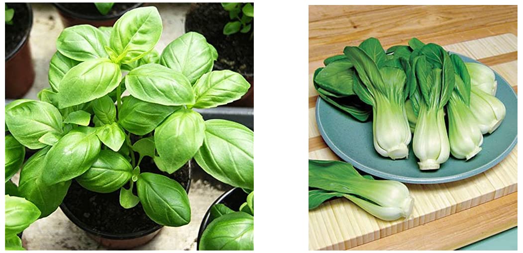 Seedscare Basil Italian Herb 50 Seeds Pack & by Seedscare India Pak Choy/Bok Choy Finest Seeds Pack - 30 (B09SG61R1J) Amazon Price History, Amazon Price Tracker