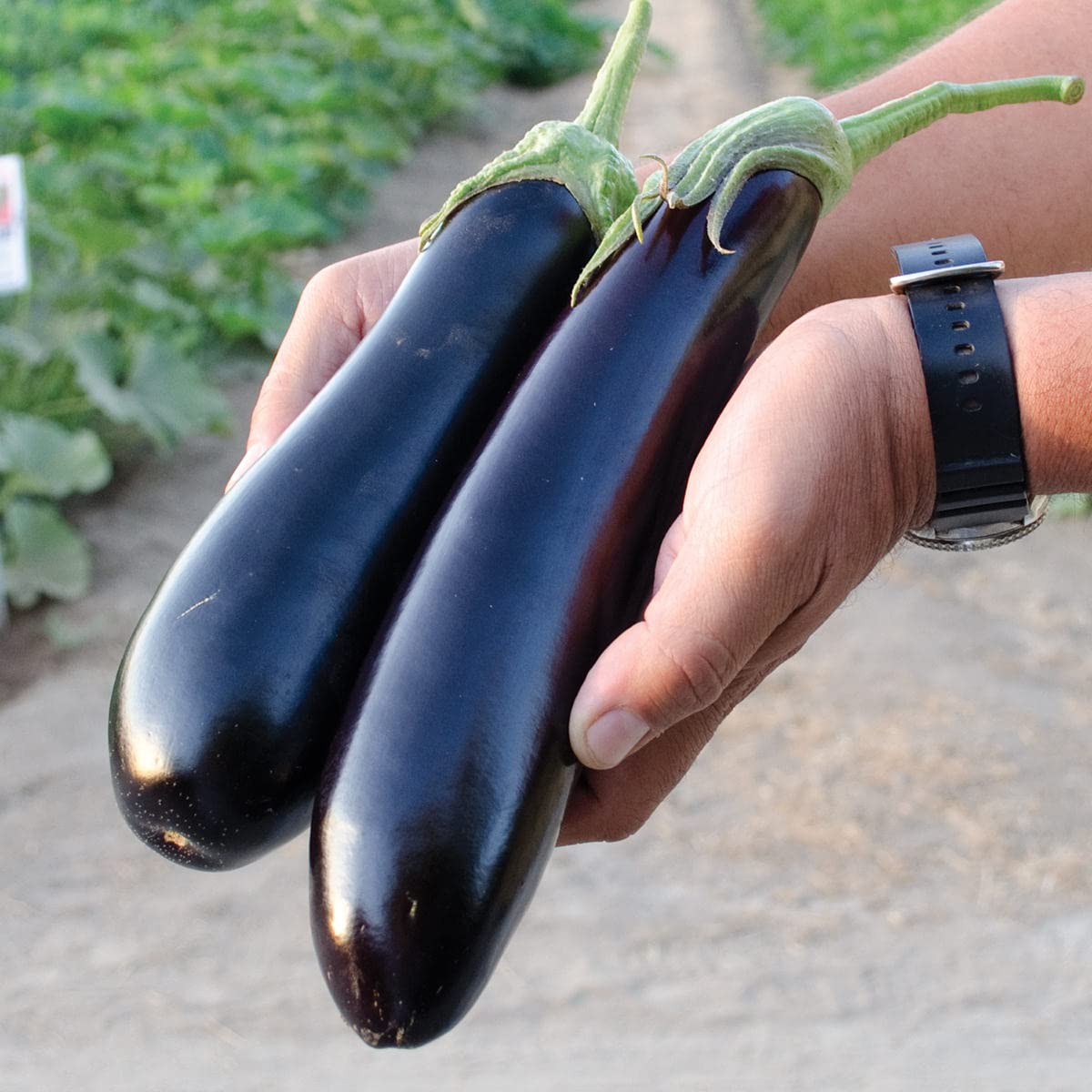 Flora Seeds Brinjal Black Long (Egg plant) Seeds for Planting winter (B0BSQ22LN2) Amazon Price History, Amazon Price Tracker
