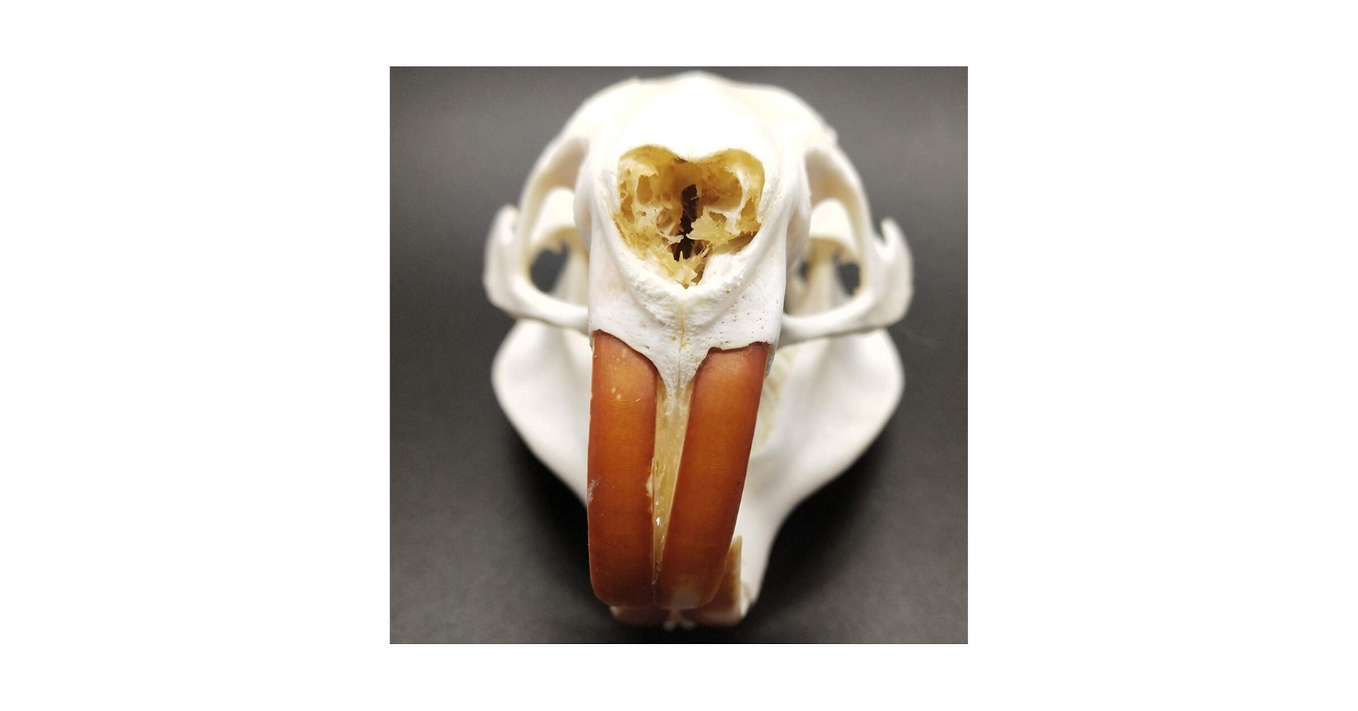 頭骨標本　アメリカビーバー Amazon.co.jp: ビーバーの頭蓋骨標本 - 本物の動物の頭蓋骨 - 1