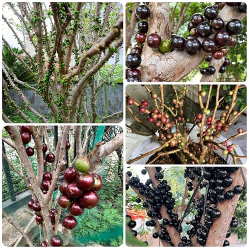 comprar semillas de jabuticaba, variedades antiguas de jabuticaba, balcón resistentes, Las de jardín 200pcs
