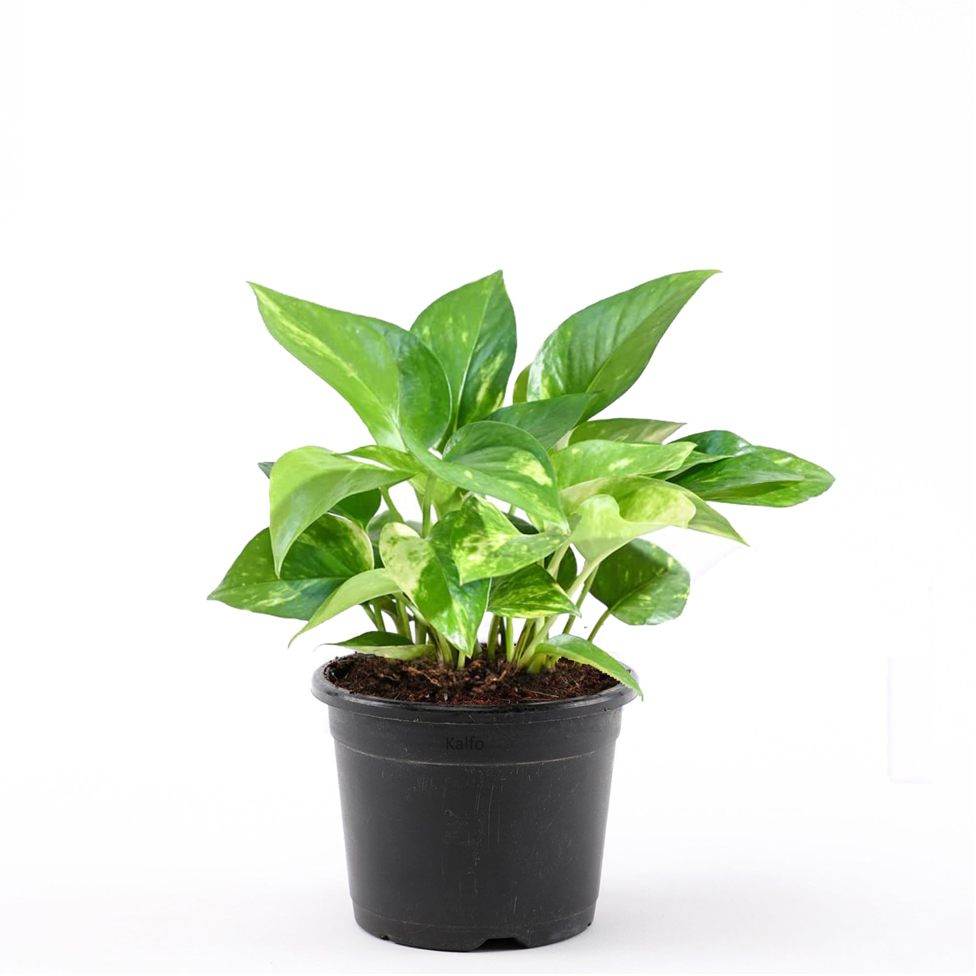 Kalfo Good Luck Money Plant with Pot Real Live Money Plant Golden