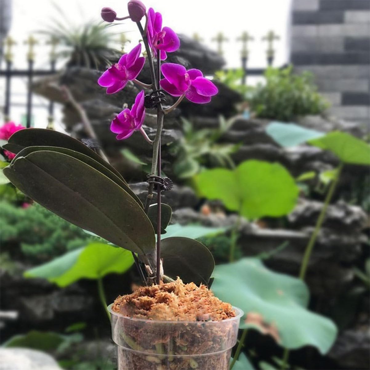 10pcs Plastic Plant Nursery Cups with Drainage for Succulent Pots Planters for