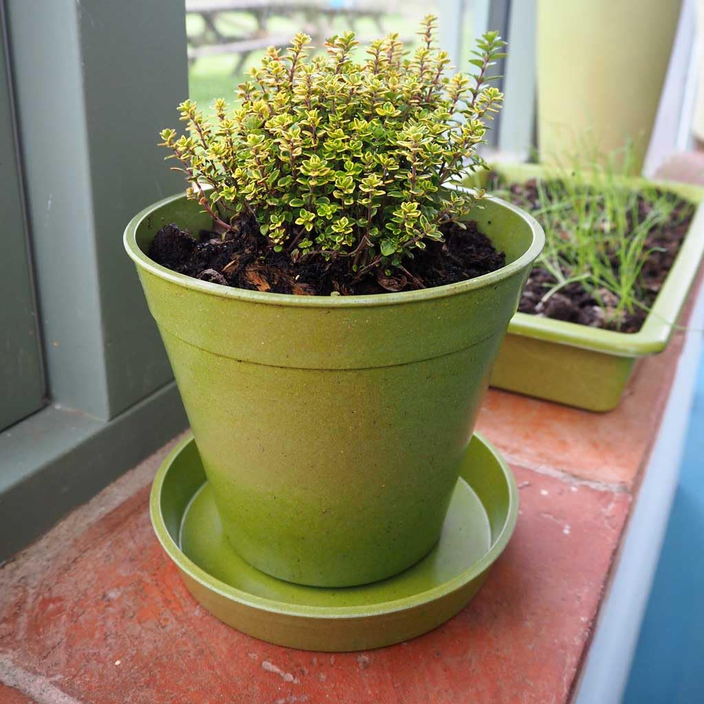 Haxnicks Vaso per piante sostenibile in fibra di bambÃ¹ per