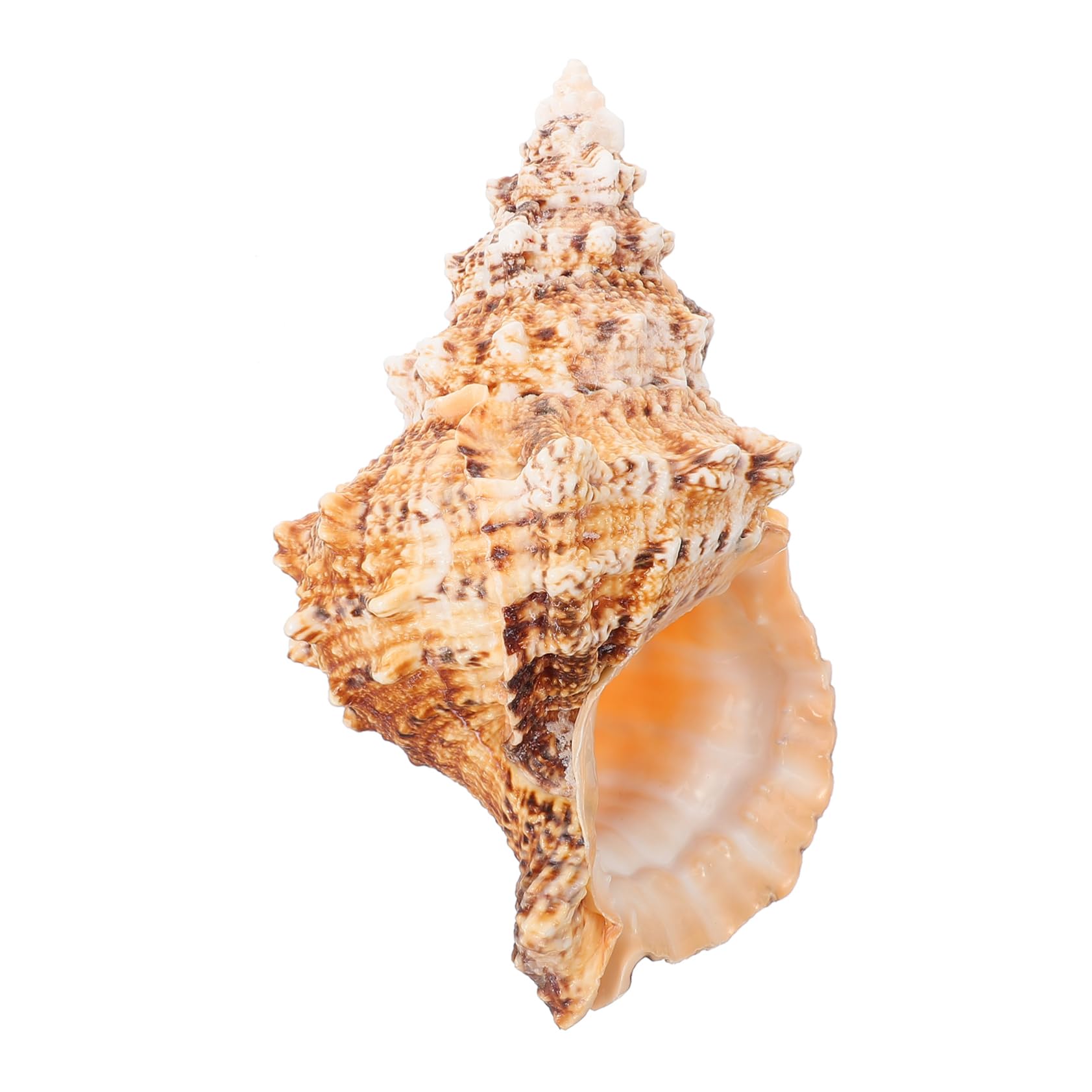 TOPBATHY 3St Eimer mit Muschelblumengesteck Vase Blumentöpfe Pflanztöpfe Blumentopf natürlicher Muschel-Pflanztopf Muscheln zur Dekoration Naturstein Eimer für Blumenarrangements Ornamente