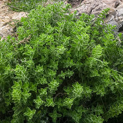 Outsidepride Greek Oregano Seeds - 5000 Pcs Perennial, Aromatic Easy to Grow Herb Seeds for Culinary Use, Flavorful Oregano Gardens & Tea Preparation, Food Seasoning & Traditional Uses