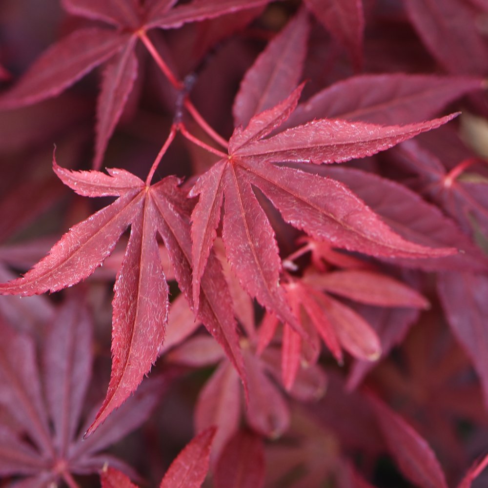 Acer Tree Hardy Japanese Maple Garden Plant for Patio, Decking & Courtyard Providing Seasonal Interest & Colour 1 x Palmatum Atropurpureum in 3L Pot by Thompson & Morgan