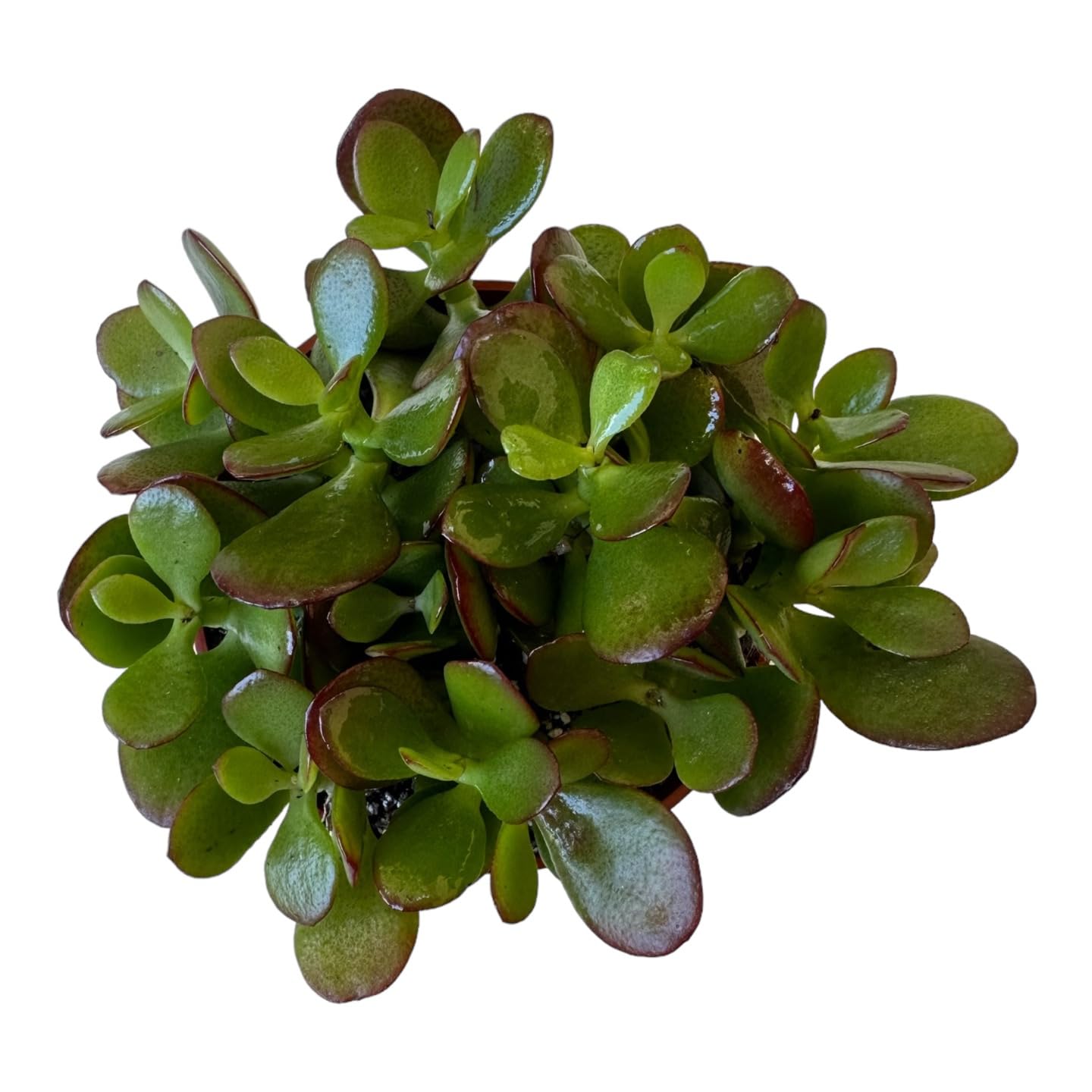 Hopewind Jade Plant