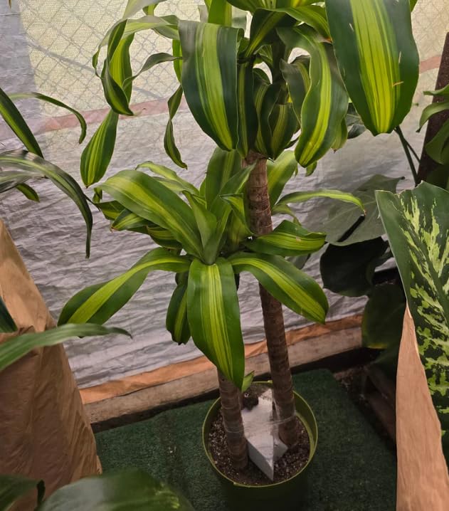 Live Dracaena Massangeana Corn Plant, 4 Feet Tall, 10 Inch Pot, Indoor House Plant
