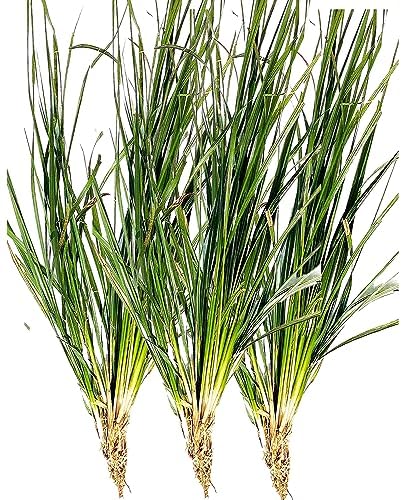 Awadh - Kusha Grass Roots Darbha Kusha Outdoor Plants For Balcony Live Kush plant Roots For Germination Live Plant, Kush ka Paudha - PACK OF 3-image-30