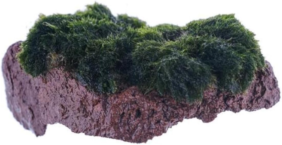 Marimo Moss Rock Canlı Bitki