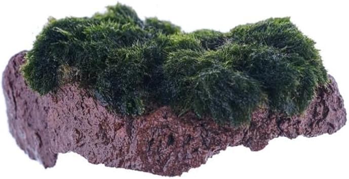 Marimo Moss Rock Canlı Bitki