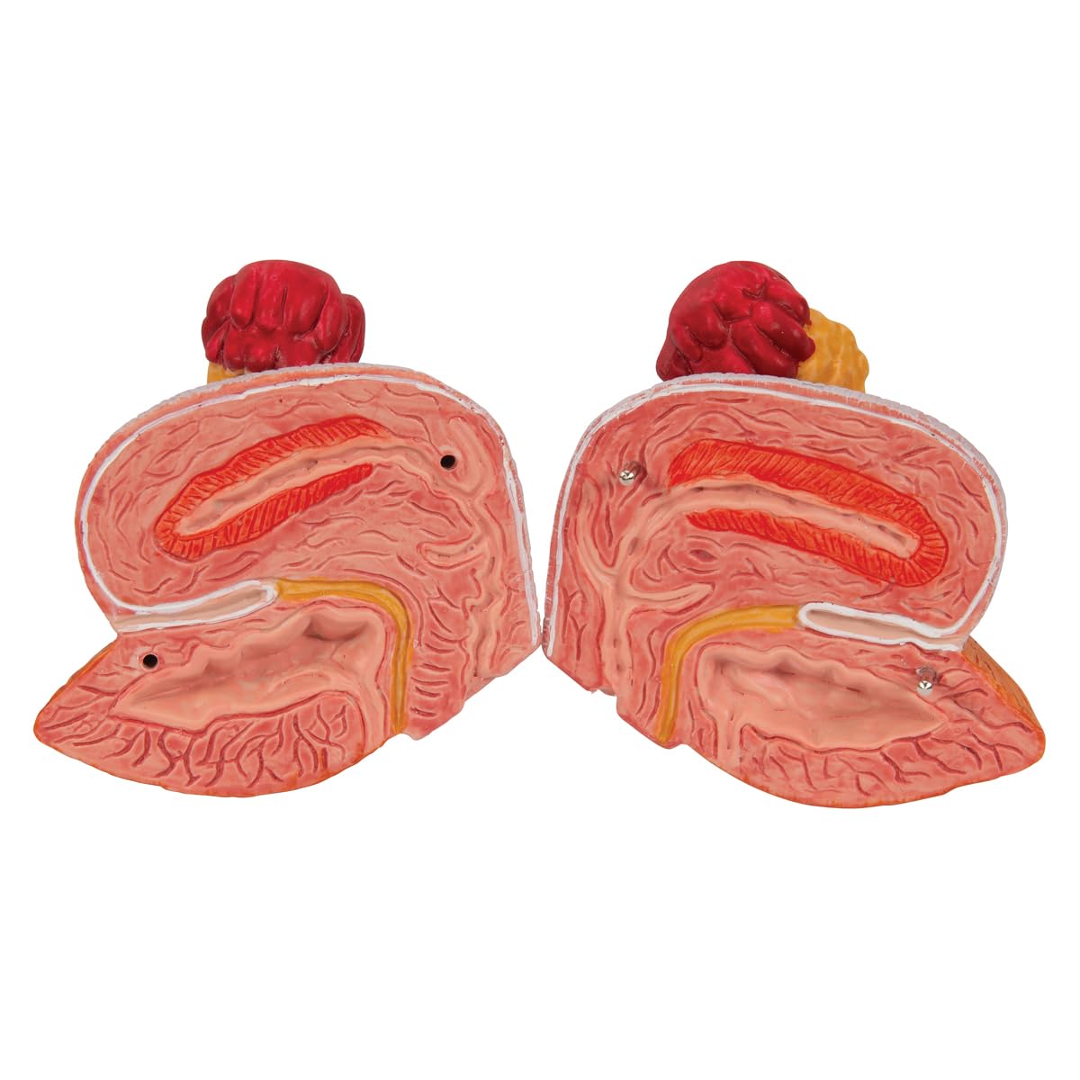 3B Scientific® Aparato Urinario – Modelo Anatómico Humano Bisex de 6 Partes a Tamaño Real + Smart Anatomy App (Garantía de 5 Años)