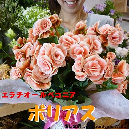 Amazon 母の日 ギフト リーガスベゴニア ボリアス店頭人気品種白の縁取りの花びらがとても印象深い人気品種です５号鉢植え 籐カゴ入り付きのお得セット価格母の日ギフトに最適お祝いプレゼントなどにいつもお世話になっている方に最高の贈り物自宅用にも リーガス
