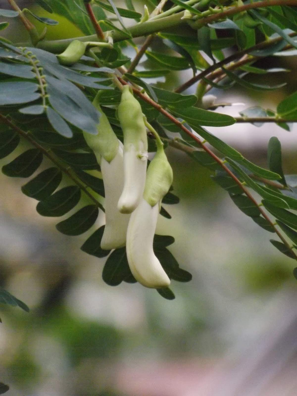 OXY GREEN PLANT®Agastya flower Agastiya, Baka,Agathiyo, Agati,hummingbird tree, Healthy Plant Actual Plant Height .1 ft to 2 ft, (Hybrid, Pack of 1) (B0BZL1MBYR) Amazon Price History, Amazon Price Tracker