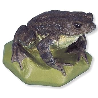 3B Scientific VN708 2 Female Common Toad Bufo