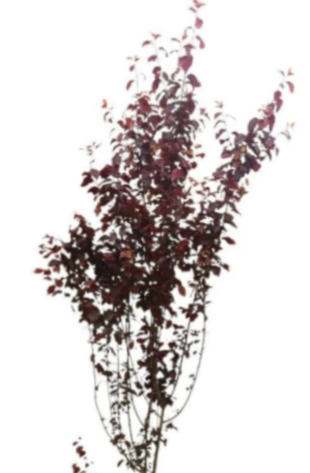 Planta natural Prunus pisardii, 140-150 cm. Ciruelo. Árbol ornamental con hojas moradas y flores rosadas, ideal para jardines. Segura Garden.