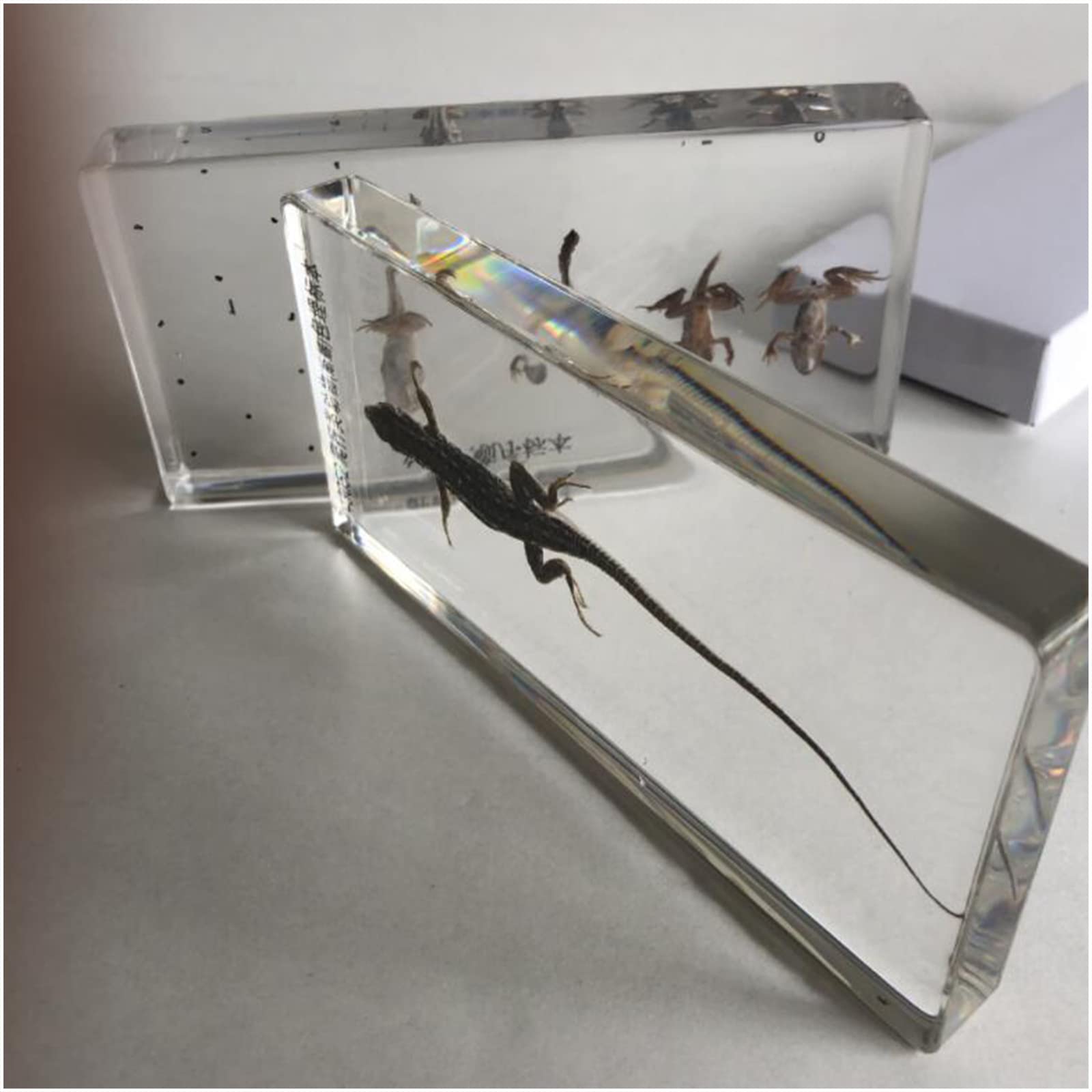 Amazon.co.jp: トカゲ埋め込み標本 動物標本 デスク 文鎮 樹脂工芸品