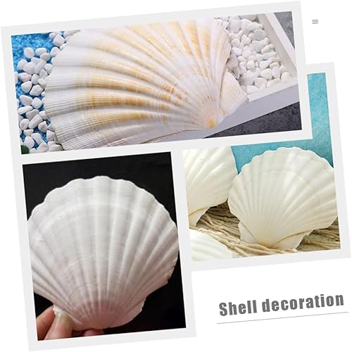 Miniatura 7 de NOLITOY 8 Pcs Beach Shells for Crafts Ornament Crafts Mariposas Decorativas para Pared Cowrie Shells Charm Fish Tank Photo Props White Decor Abalone