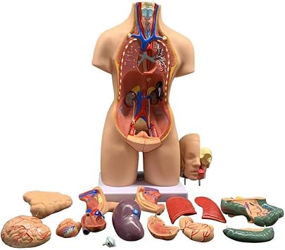 55cm Unisex Human Body Torso Body Medical Anatomical Anatomy Internal Organs For Teaching, Detachable 19 Parts