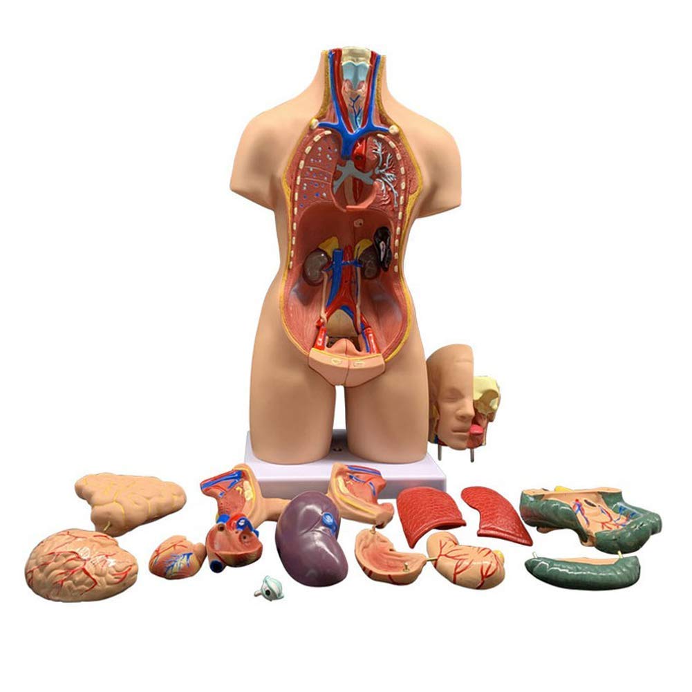 55cm Unisex Cuerpo Humano Torso Médico Anatómico Anatomía Órganos Internos para La Enseñanza, Desmontable 19 Partes